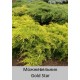 можжевельник пфитцера Gold Star