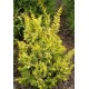 Tetragona Aurea