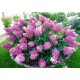 Гортензия метельчатая Sunday fraise 2 года