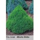 Ель  сизая Alberta Globe
