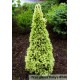 Ель  сизая Alberta Daisys White