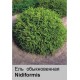 Ель  обыкновенная Nidiformis