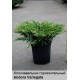Можжевельник горизонтальный Andora Variegata