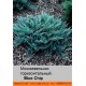 Можжевельник горизонтальный Blue Chip