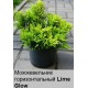 Можжевельник горизонтальный Lime Glow