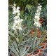 Юкка (Yucca) Bright Edge