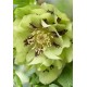 Морозник (Helleborus) Double Ellen Green®