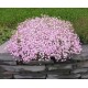 Гипсофила (Gypsophila)	Festival Pink Lady®