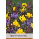 Ирис (Iris) сетчатый Mixed