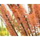 Эремурус (Eremurus)	Oase