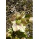 Морозник (Helleborus) Pretty Ellen White®