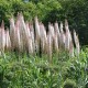 Эремурус (Eremurus)	Romance