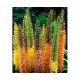 Эремурус (Eremurus)	Ruiter Hybr.