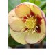 Морозник (Helleborus) Winter Emotions Apricot Picotee®