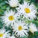 Нивяник (Leucanthemum)	Old Court Variety