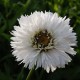 Нивяник (Leucanthemum)	Snehurka