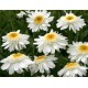 Нивяник (Leucanthemum)	Sunny Side Up®