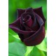 Роза Black Baccara