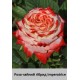 Imperatrice