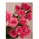Роза Pink flash