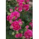 Роза Raspberry spray