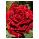 Red Intuition