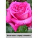 Samantha
