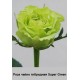 Роза чайний гибрид Super Green