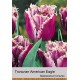 Тюльпан бахромчатый American Eagle