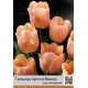 Apricot Beauty