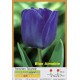 Тюльпан Blue Aimable