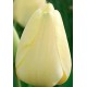 Тюльпан Ivory Floradale