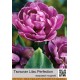 Lilac Perfection