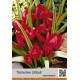 Lilliput