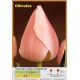 Тюльпан Ollioules
