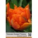 Orange Princess