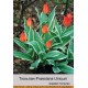 Тюльпан Unicum Praestans