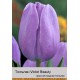 Тюльпан Violet Beauty