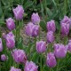 Тюльпан бахромчатый Lilac Christal