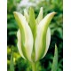 Тюльпан зеленоцветковый  Spring Green