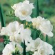 Фрезия (Freesia) Virginia