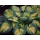 Хоста (Hosta) Brother Stefan