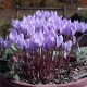 Цикламен (Cyclamen) cilicium