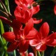 Схизостилис (Schizostylis)	Red