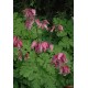 Дицентра (Dicentra) Adrian Bloom
