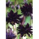 Аквилегия (Aquilegia) Barlow Black