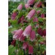 Колокольчик (Campanula) Beetroot