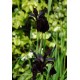 Ирис золотисто-расписной (Iris chrys.) Black Form