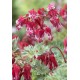 Дицентра (Dicentra) Burning Hearts®