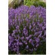Лаванда (Lavandula) Dwarf Blue